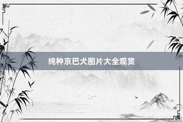 纯种京巴犬图片大全观赏